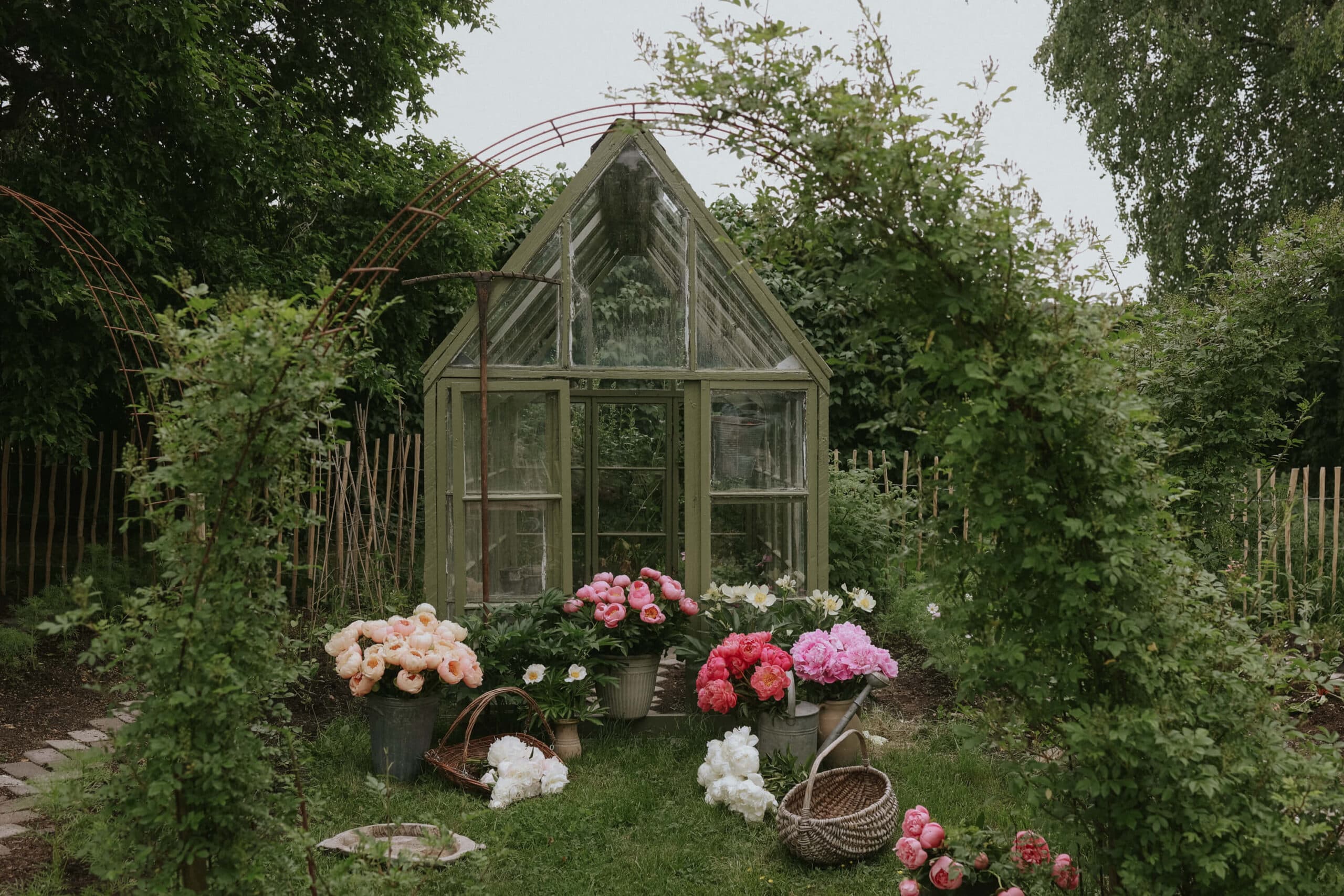 Bare-rooted Peonies