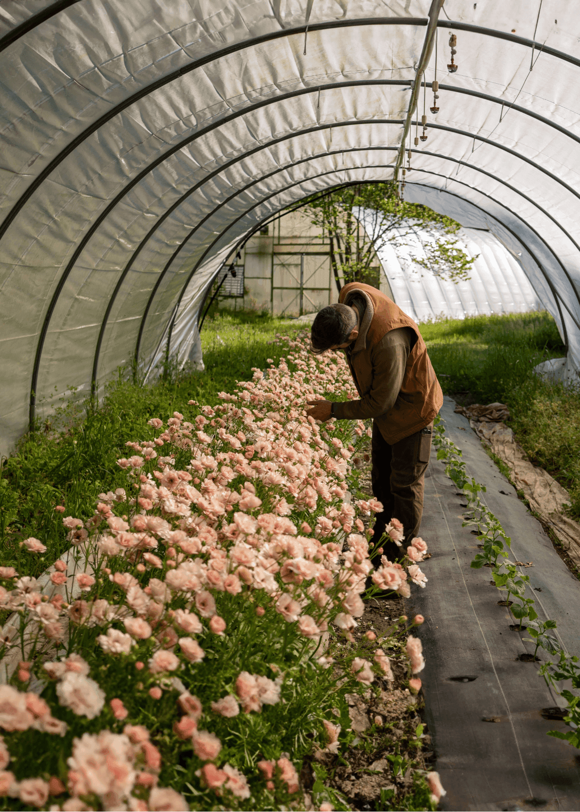 Grow Ranunculus & Anemones