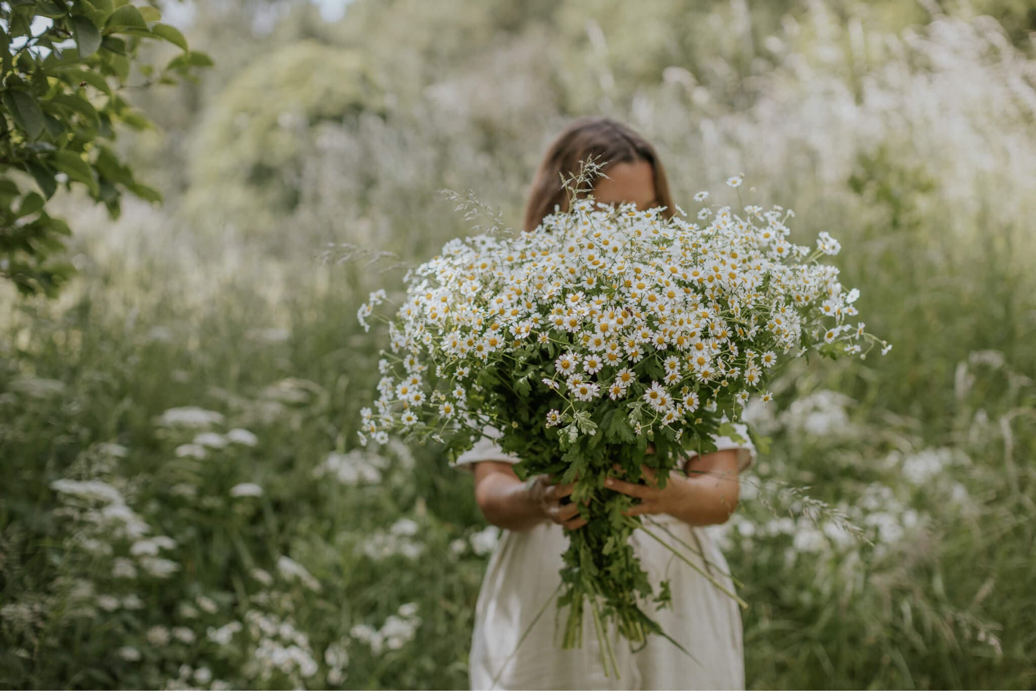 Chamomile Seeds