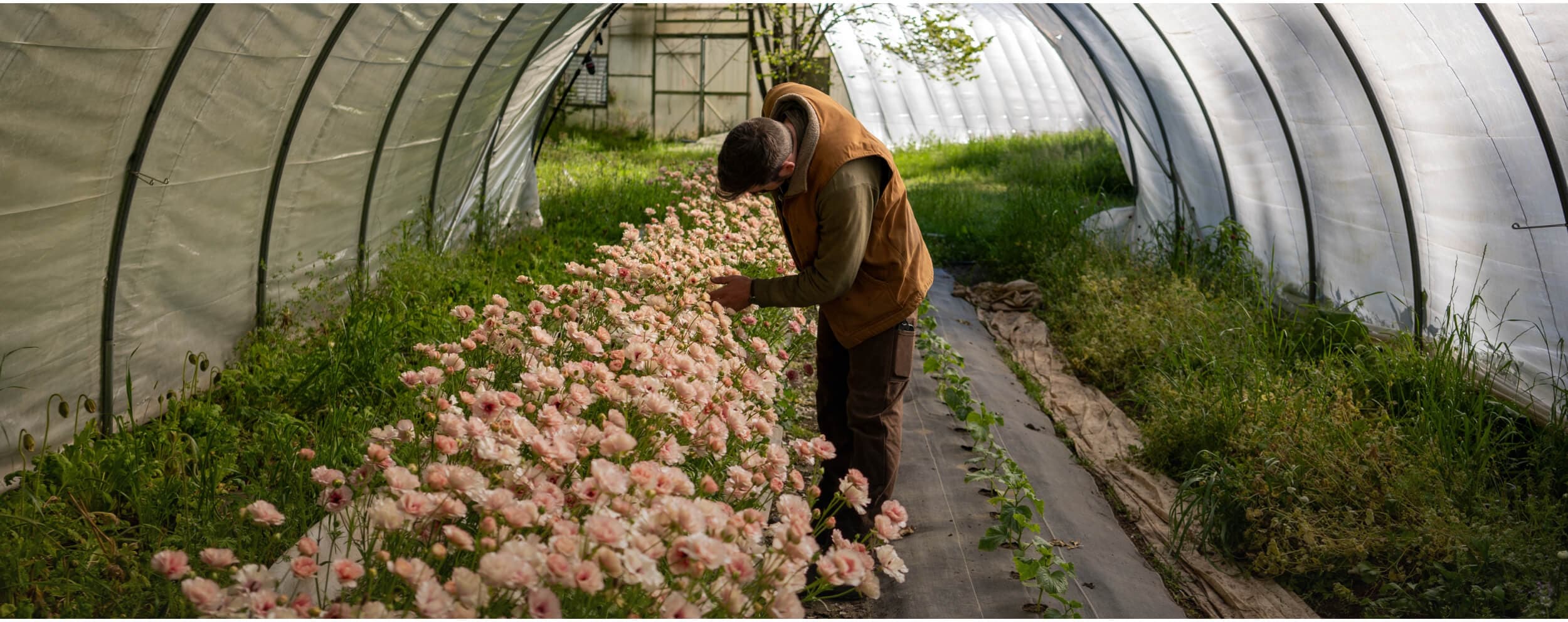 Ranunculus