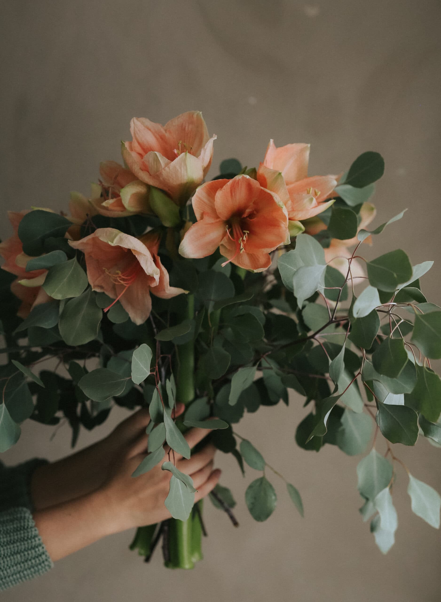 Amaryllis
