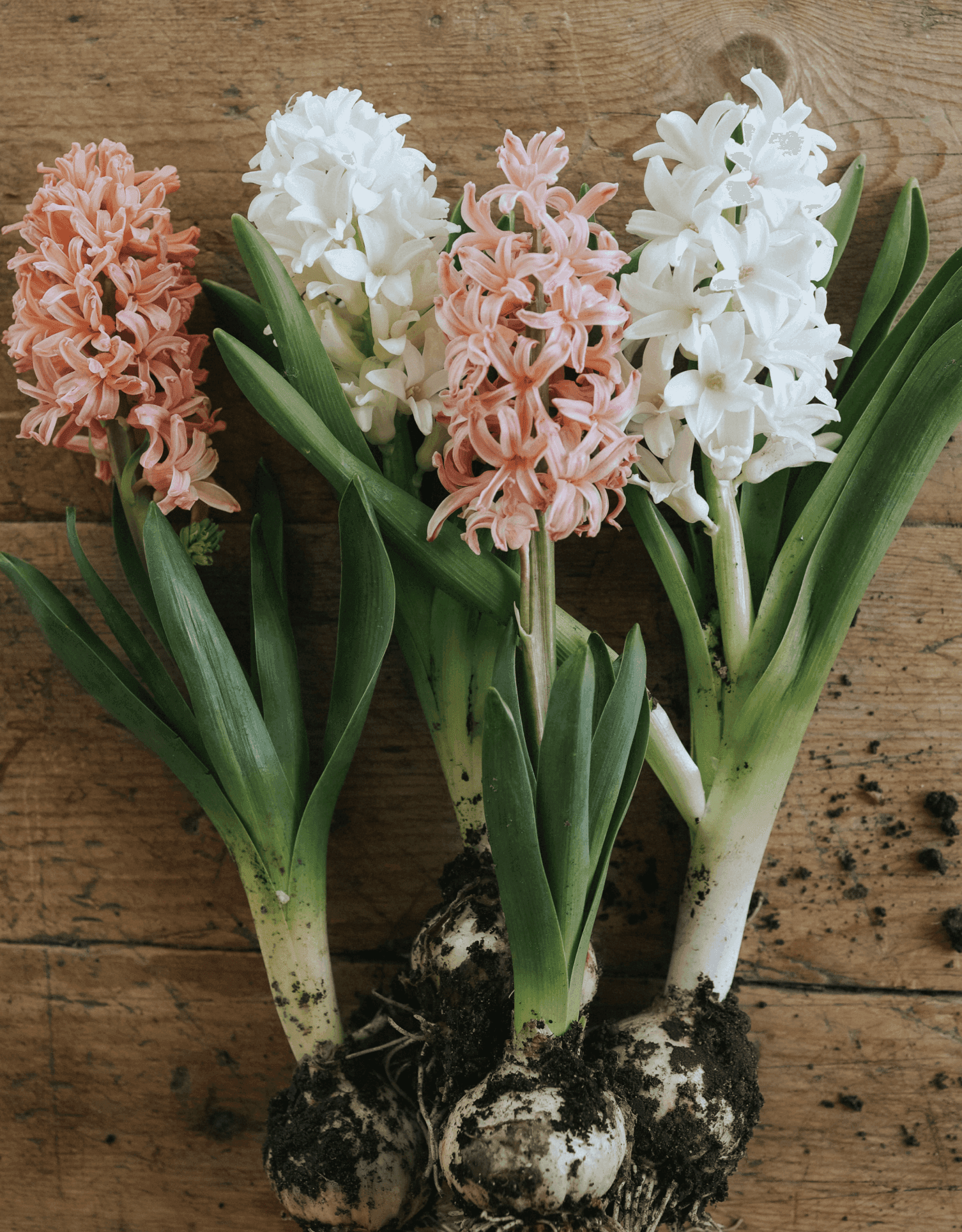 Grow hyacinths