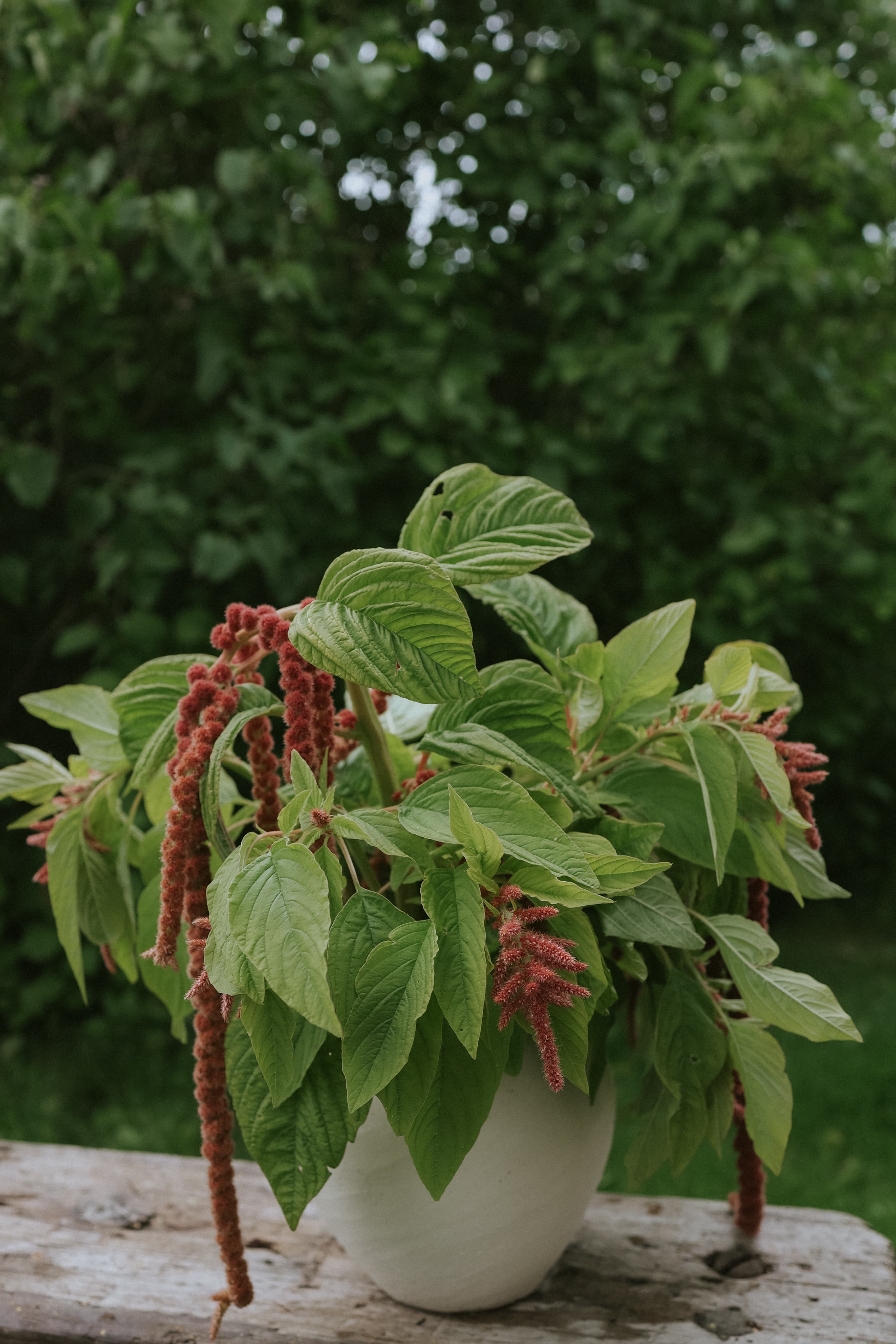 Flower seeds