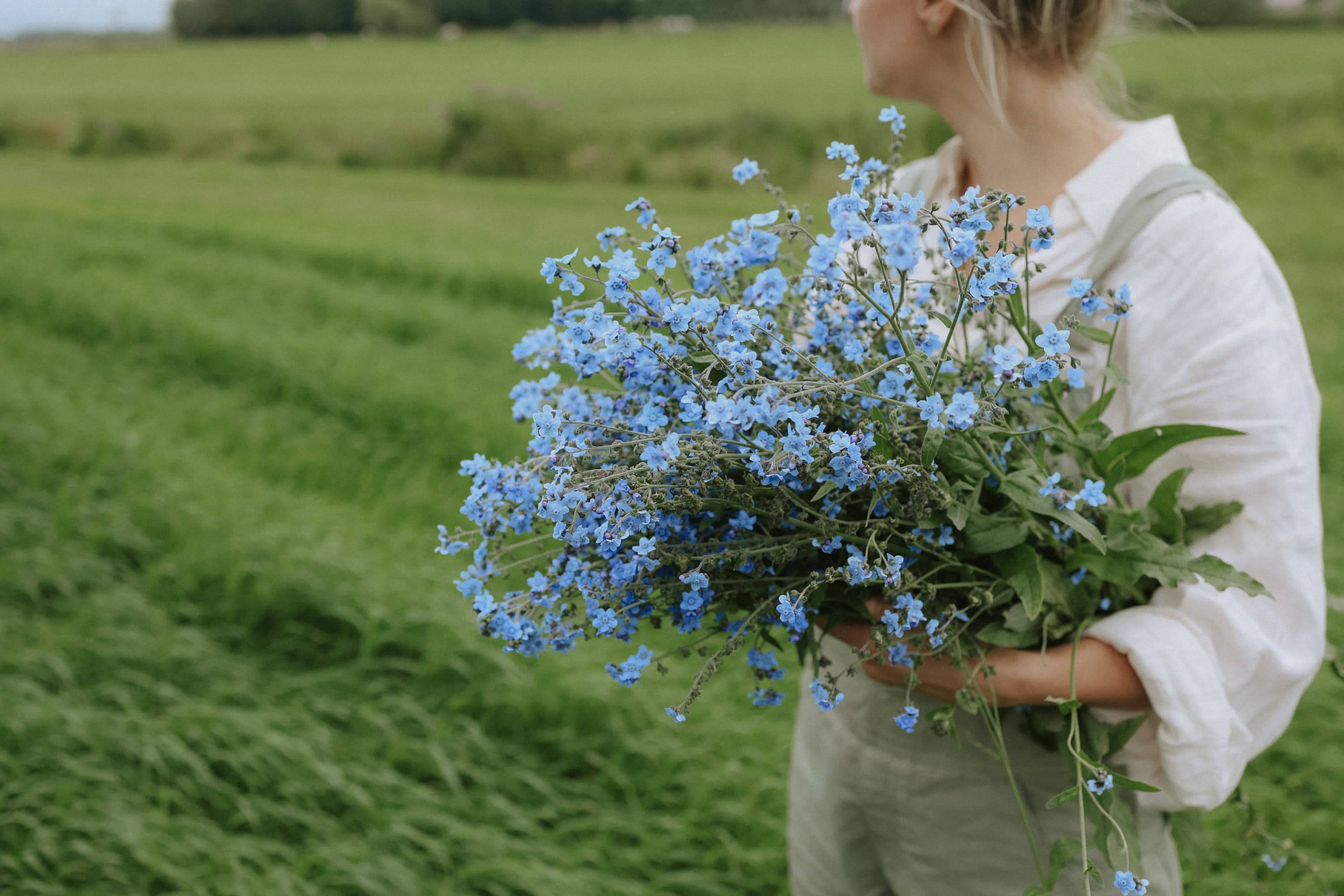 Myosotis de Chine