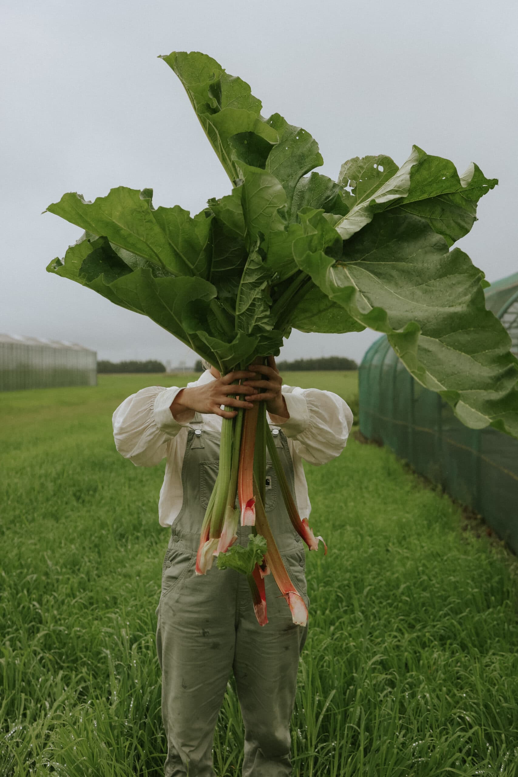 Grow rhubarb