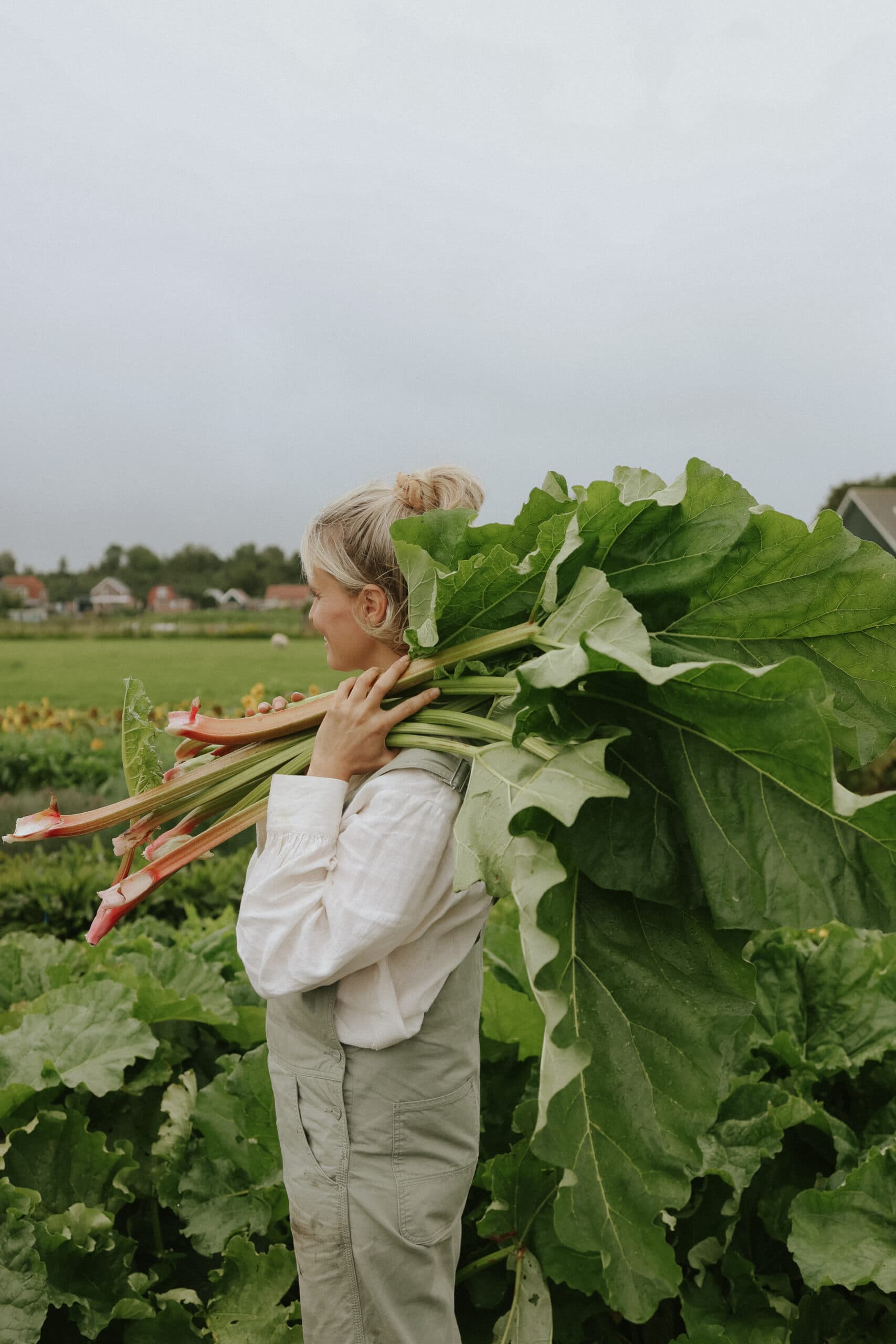 Graines de rhubarbe