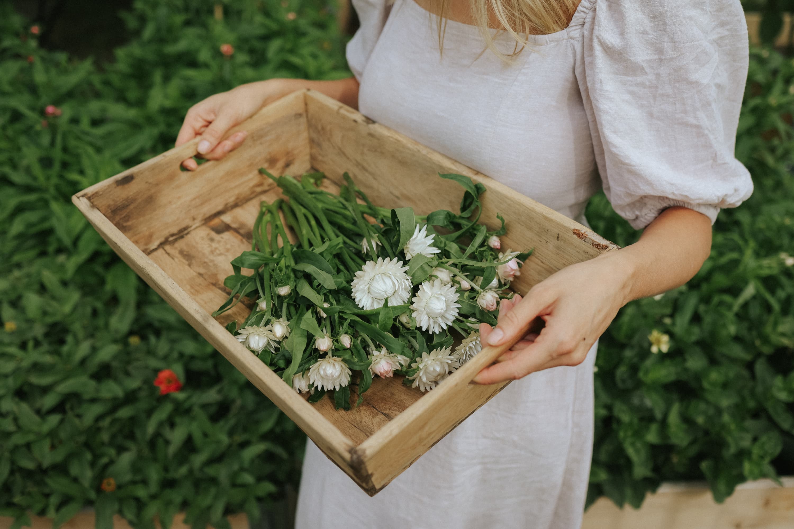 Fleur de paille