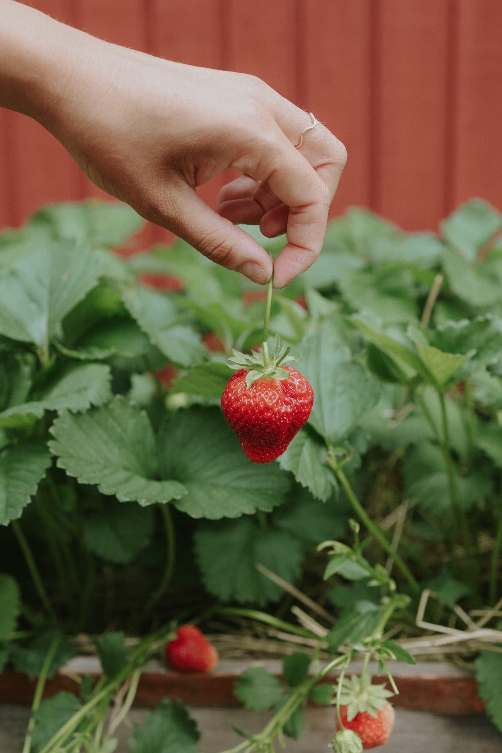 Erdbeeren anbauen