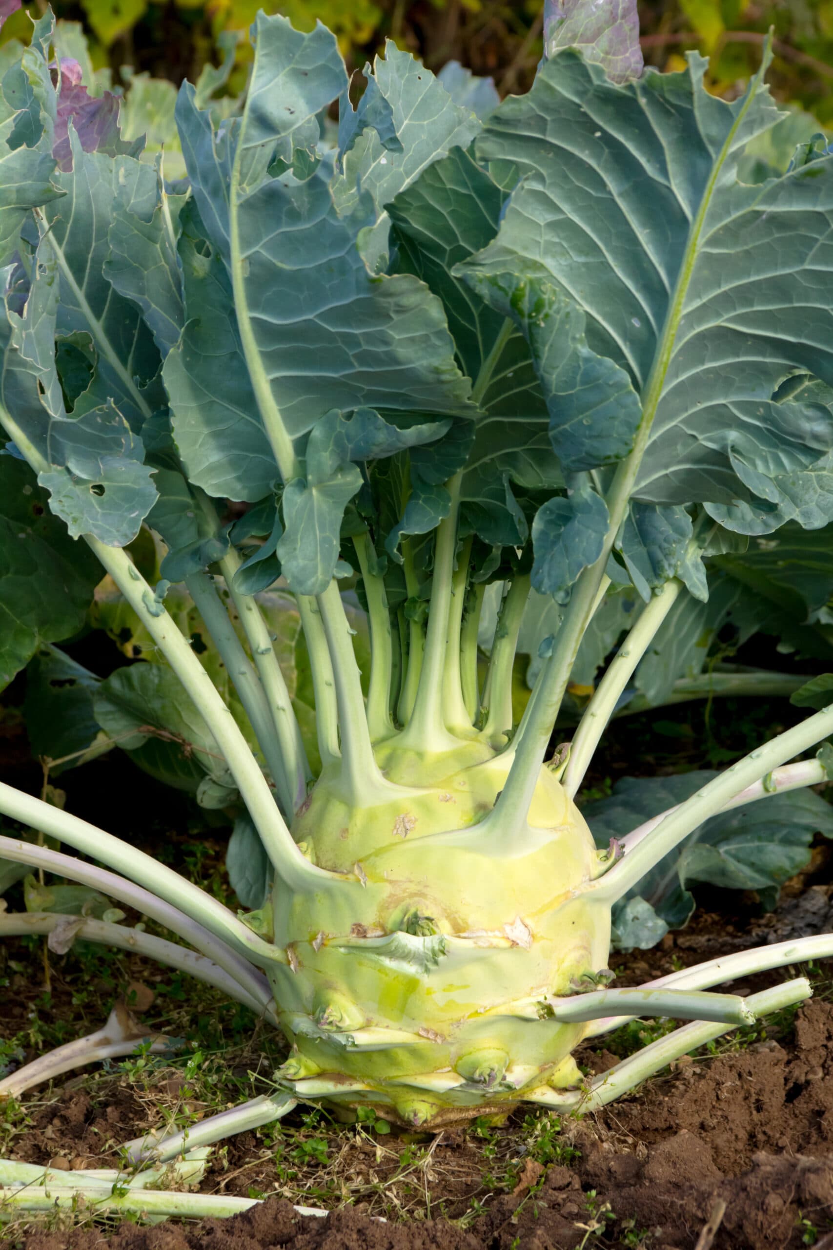 Grow kohlrabi