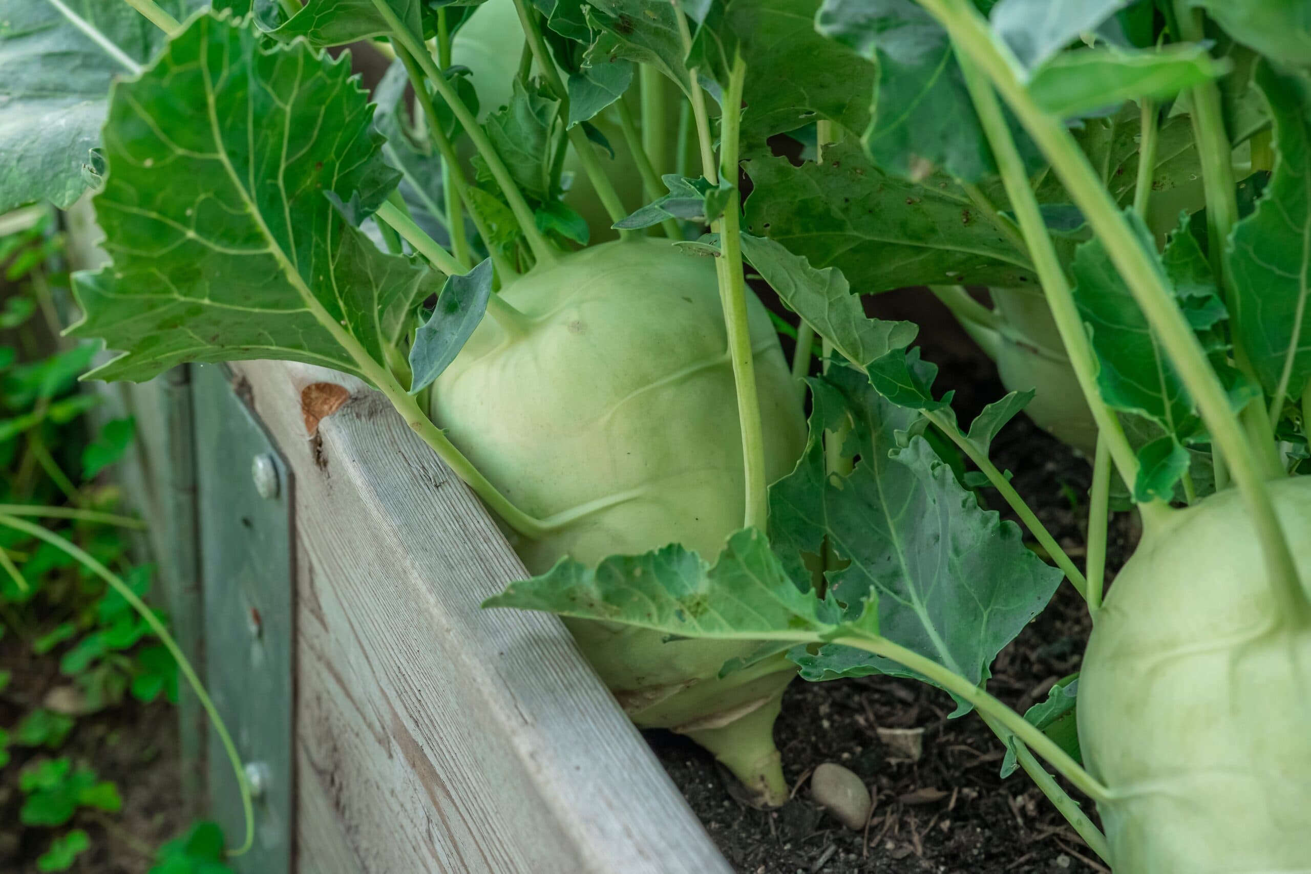 Seeds for kohlrabi