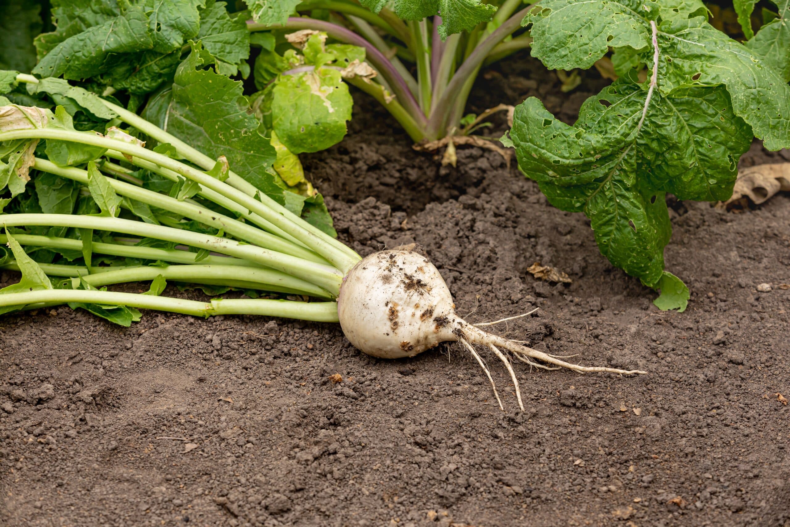 Turnip seeds