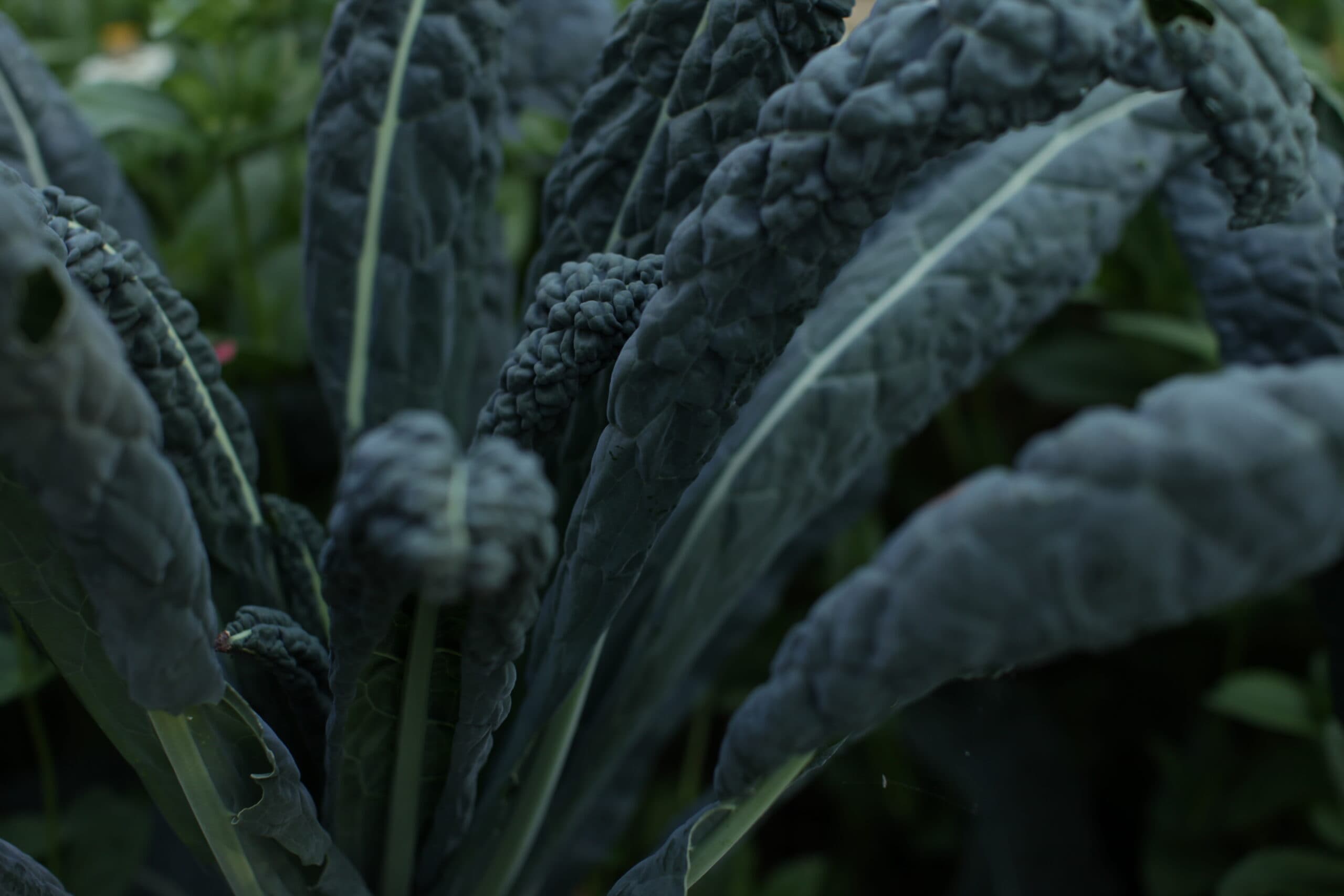 Cabbage and kale seeds