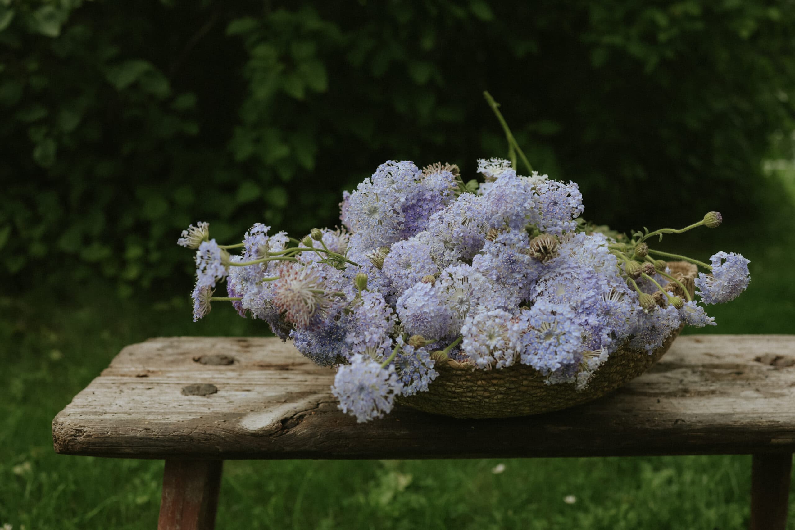 Fröer till Spetsblomma