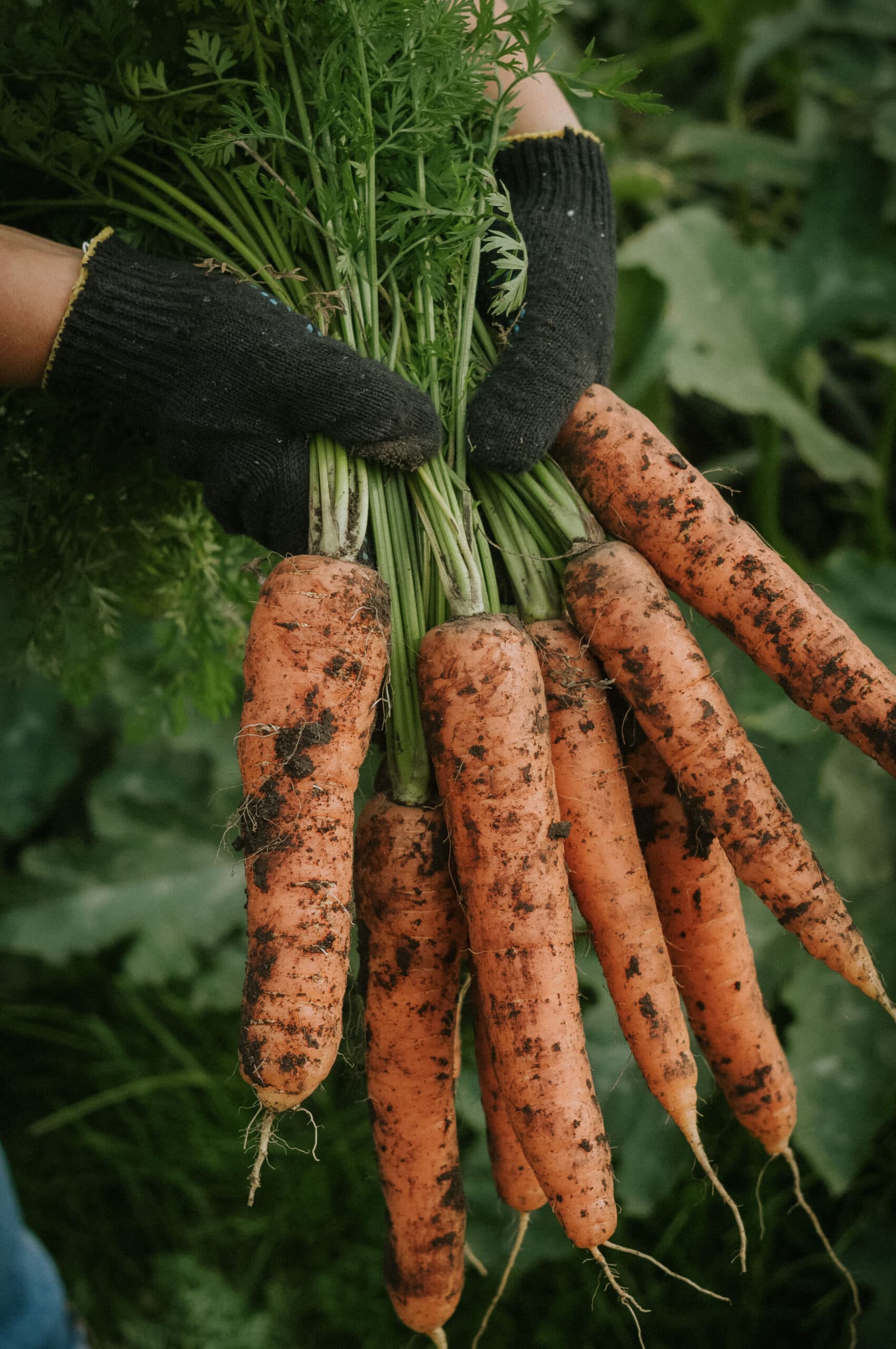 Grow your own food