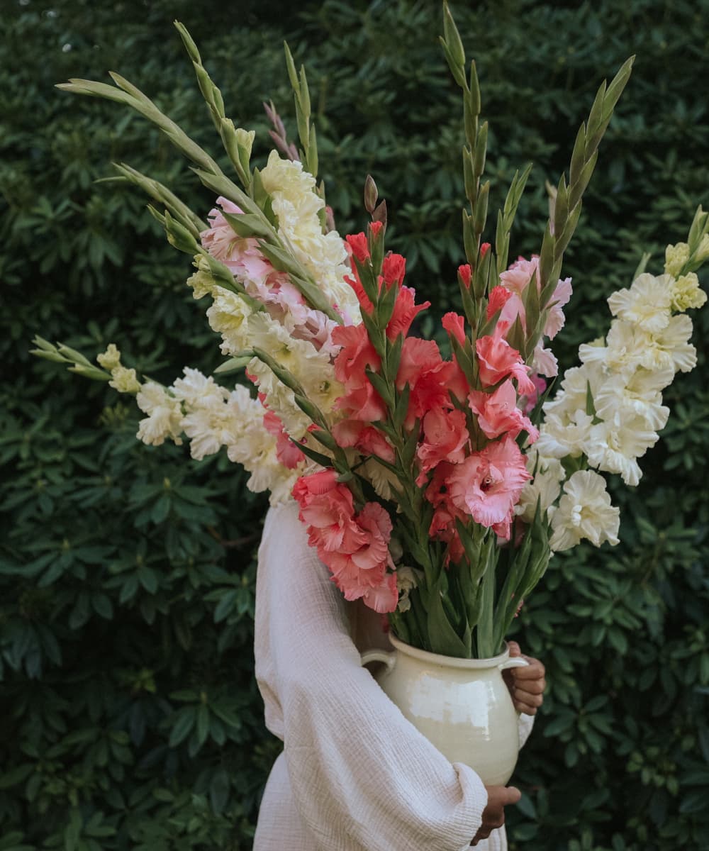 Gladioler