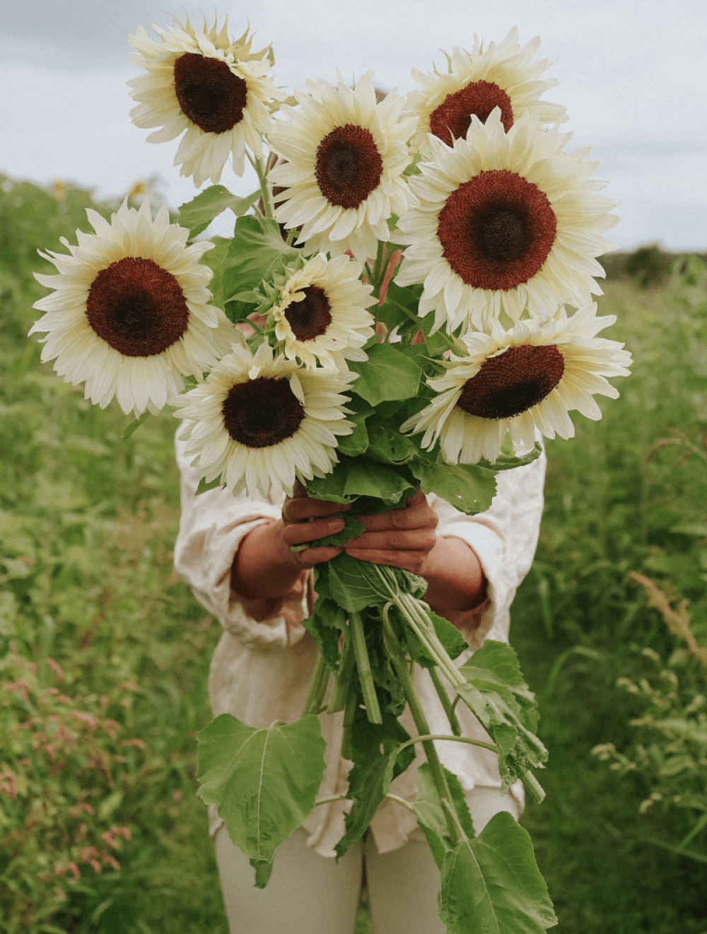 Sonnenblume anbauen