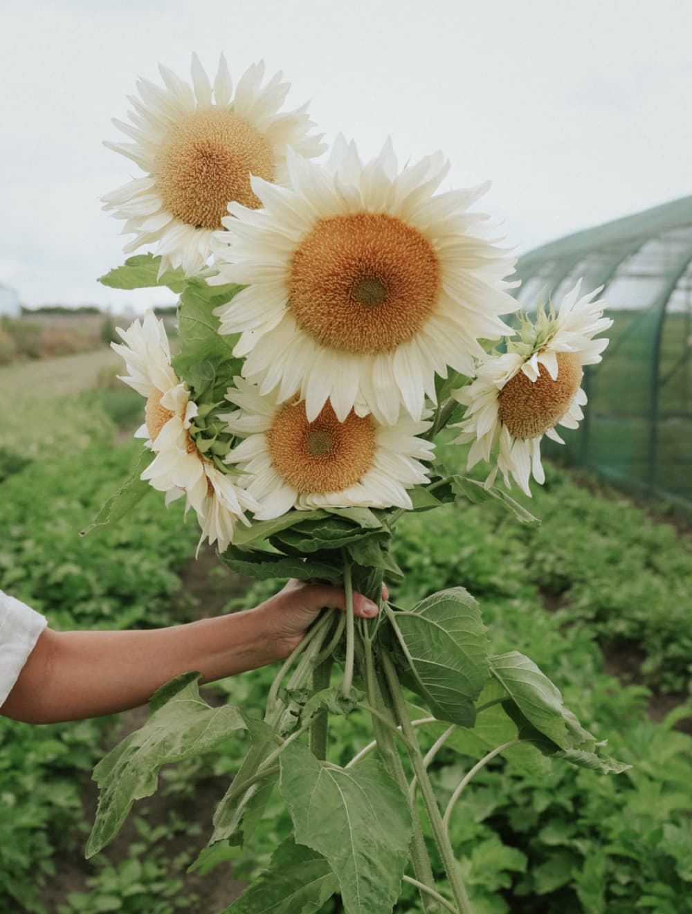 Sonnenblumen
