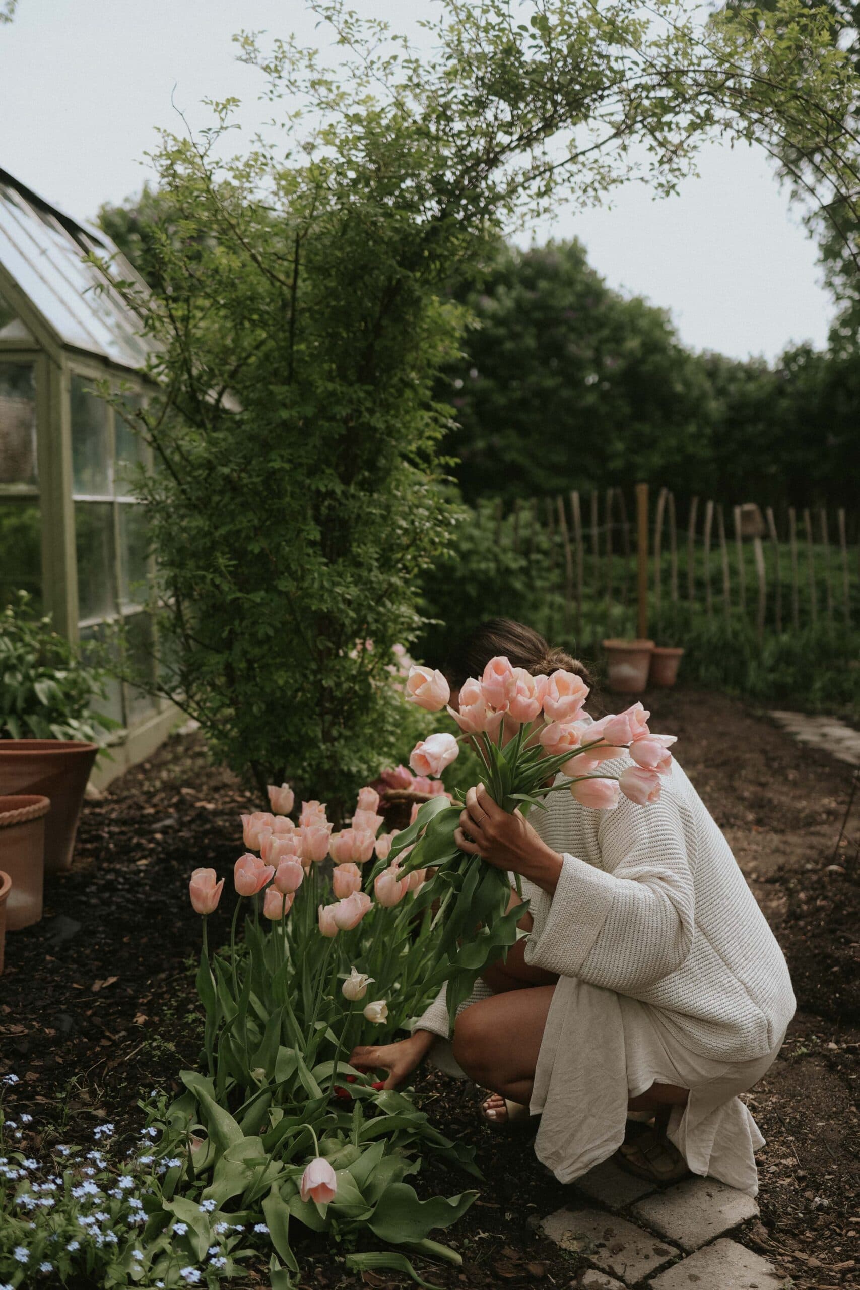 Tulips