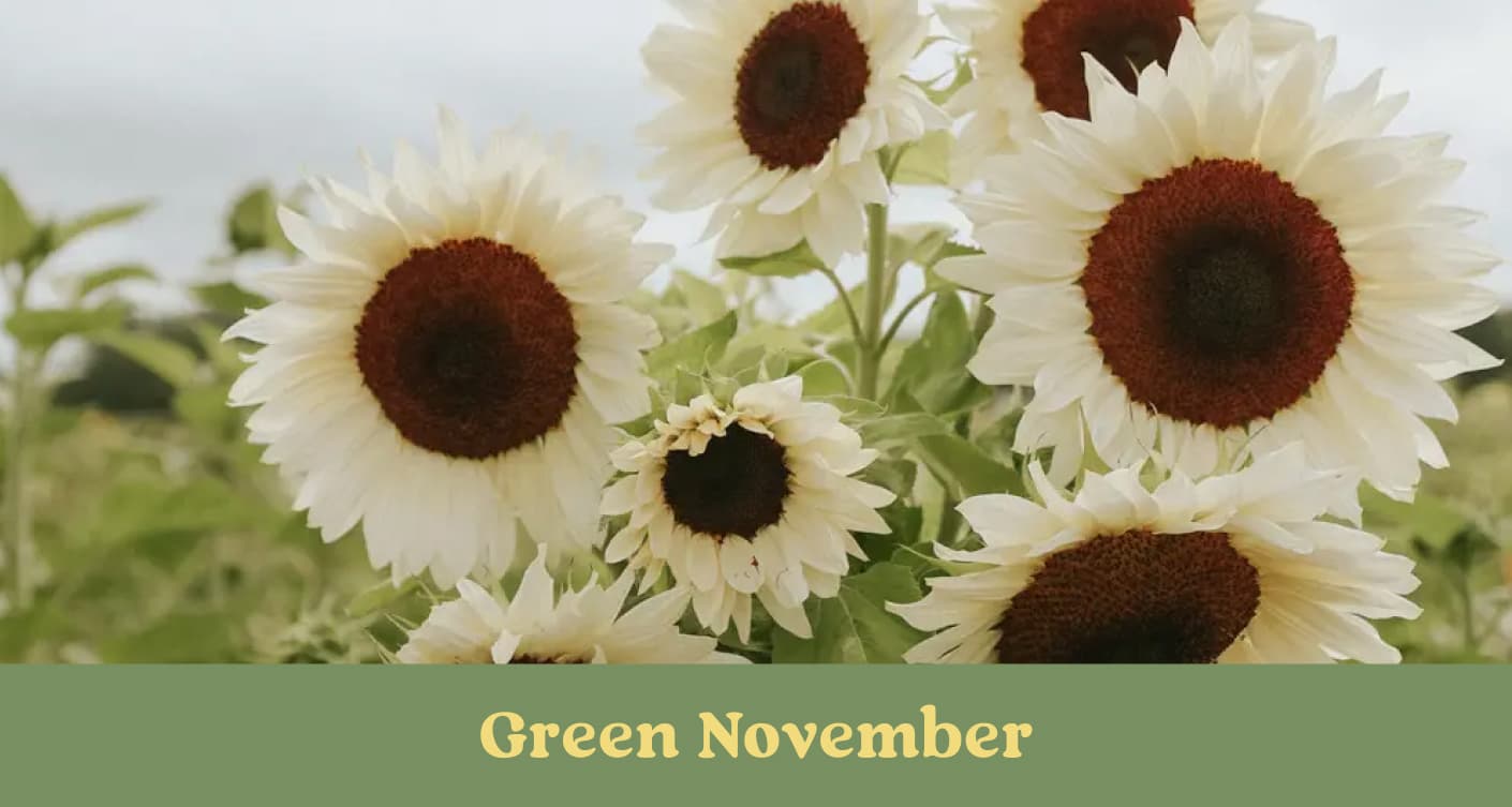 Green November - Bis zu 50%