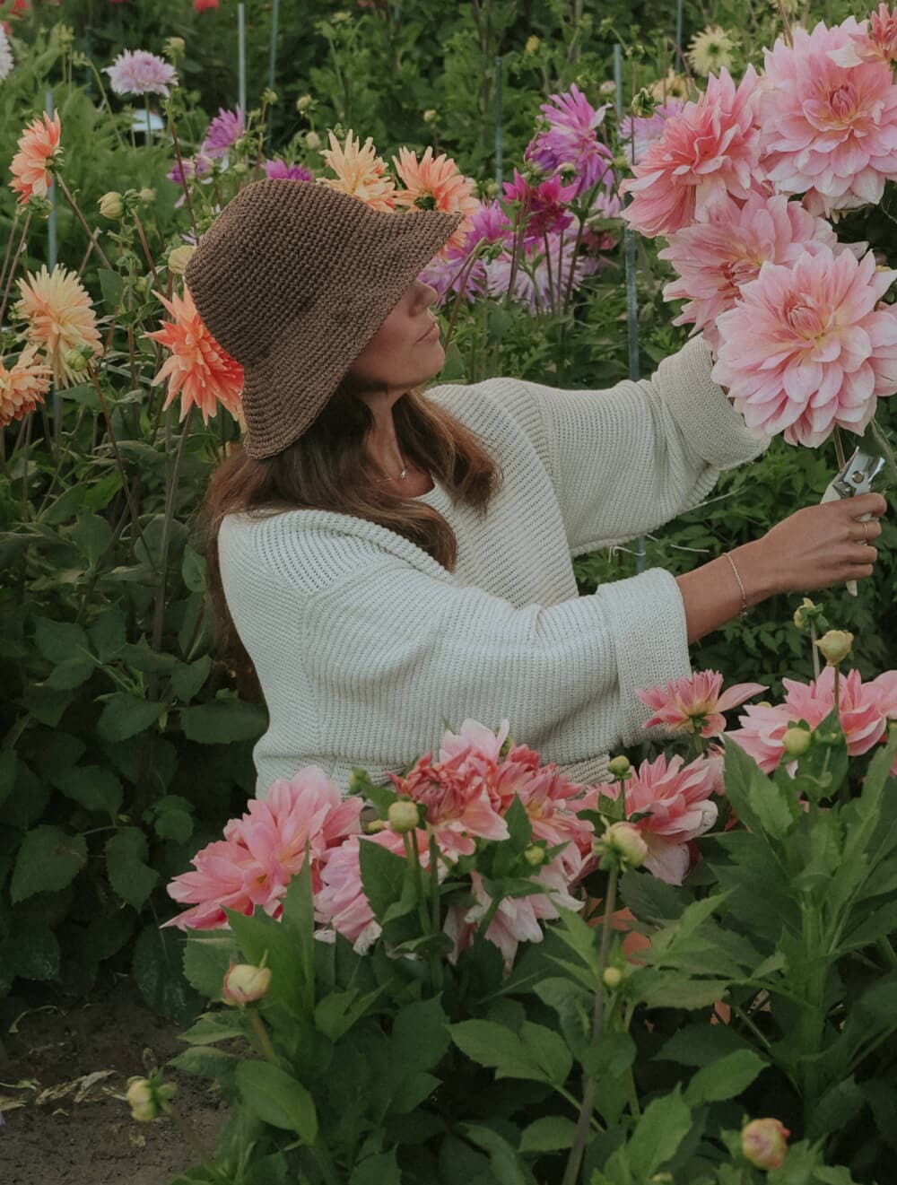 Cultiver un dahlia à partir d'un tubercule