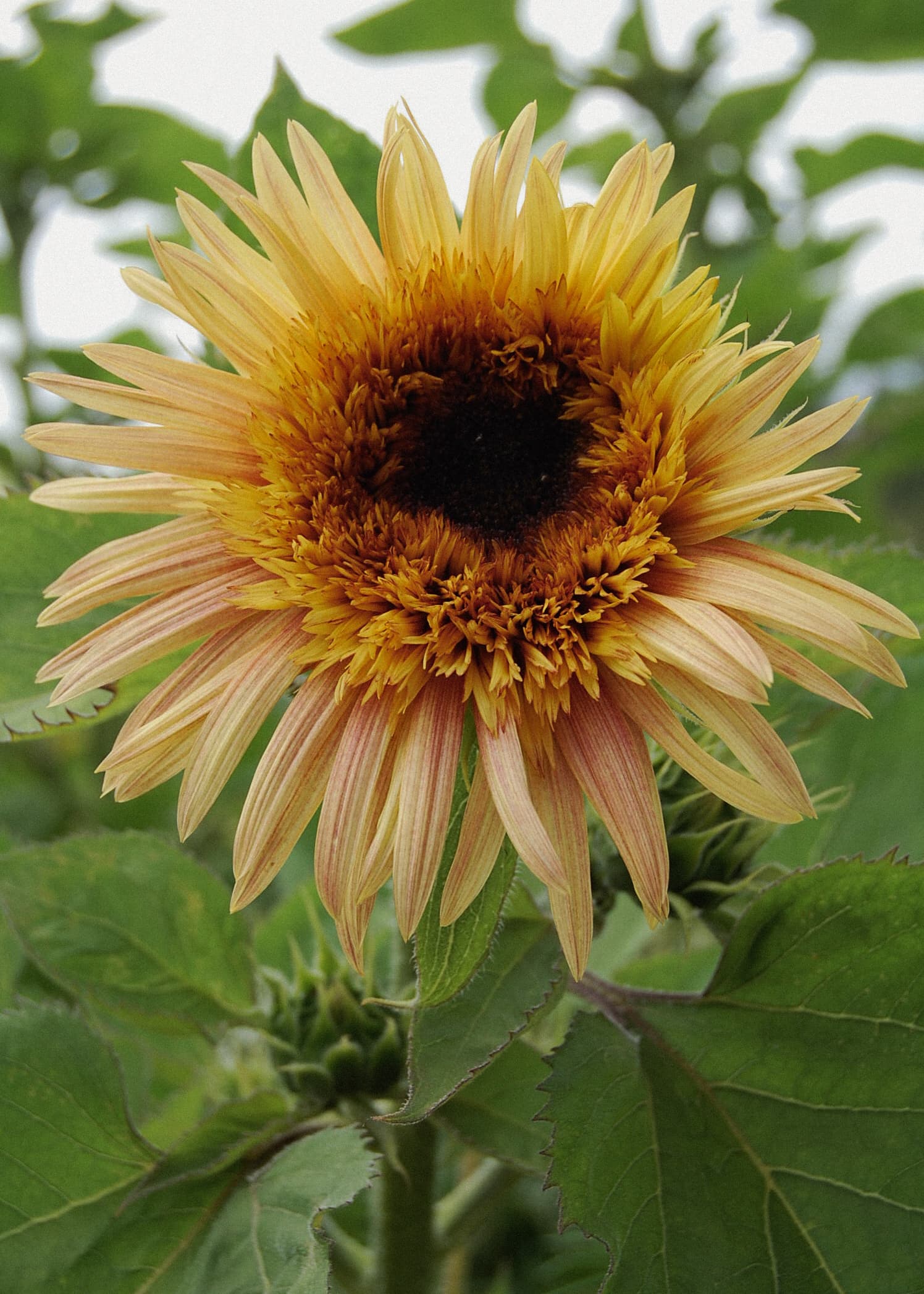 Grow in March