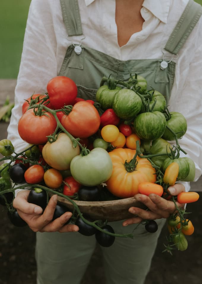 Tomatoes