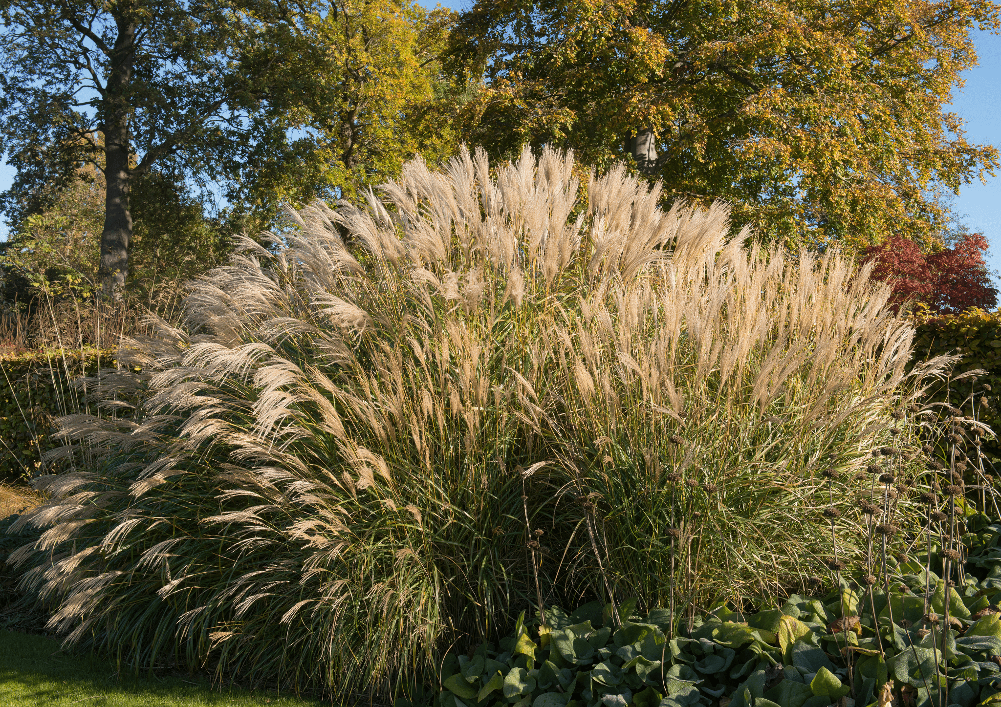 Ornamental Grasses