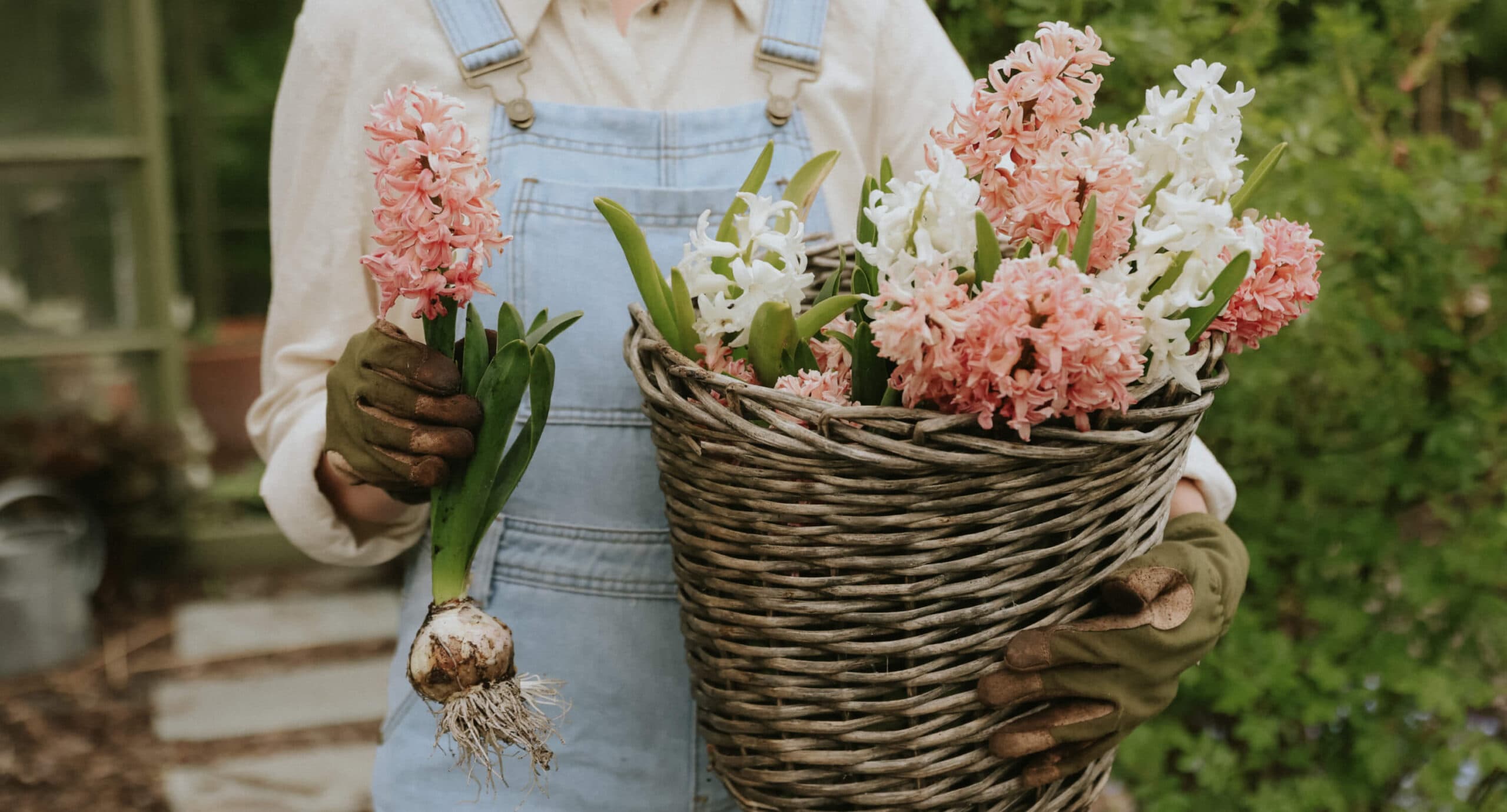 Hyacinths - Hyacinth bulb