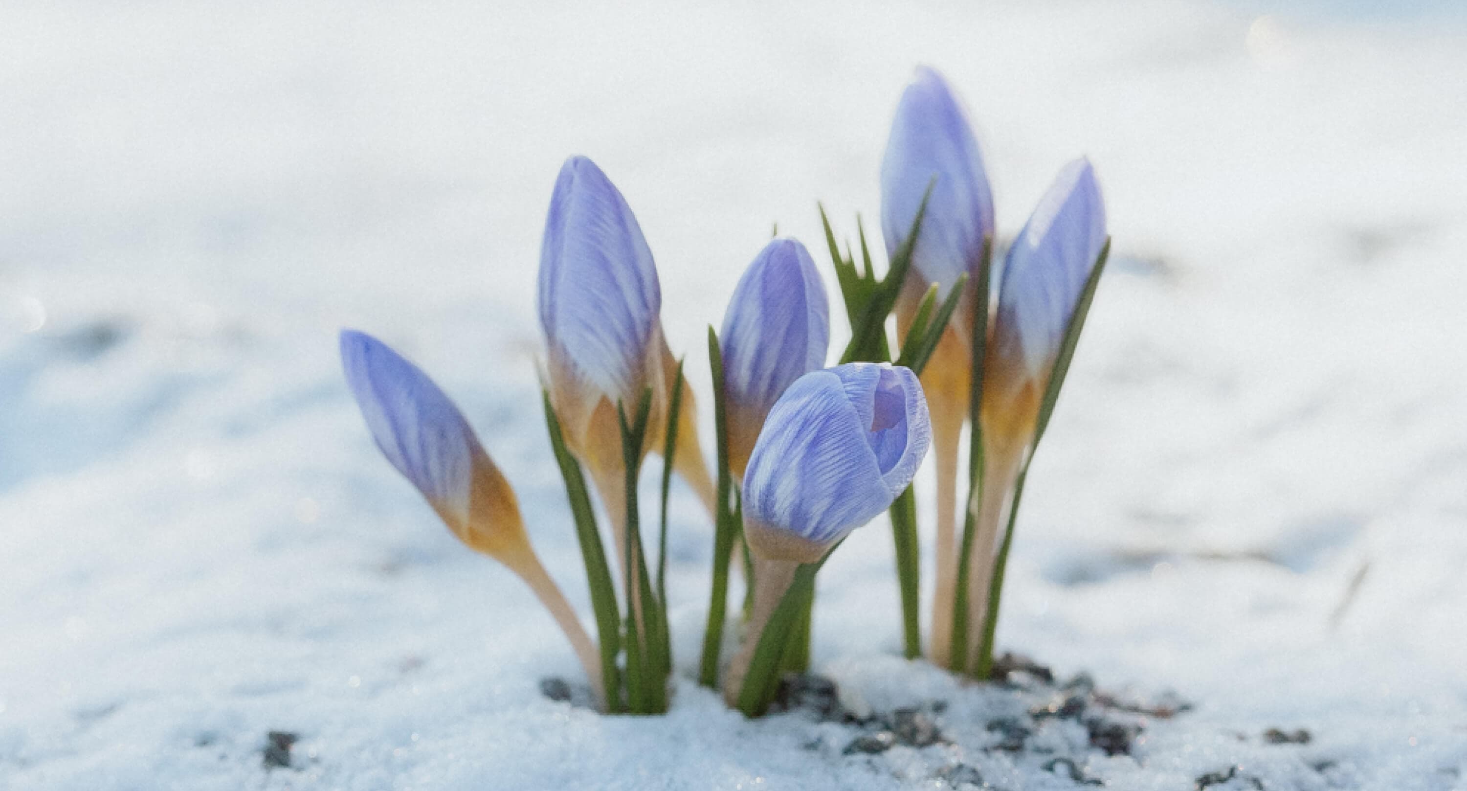 Krokus