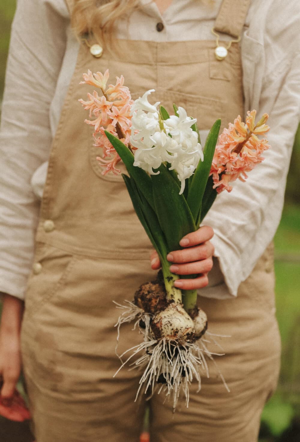Hyacinths