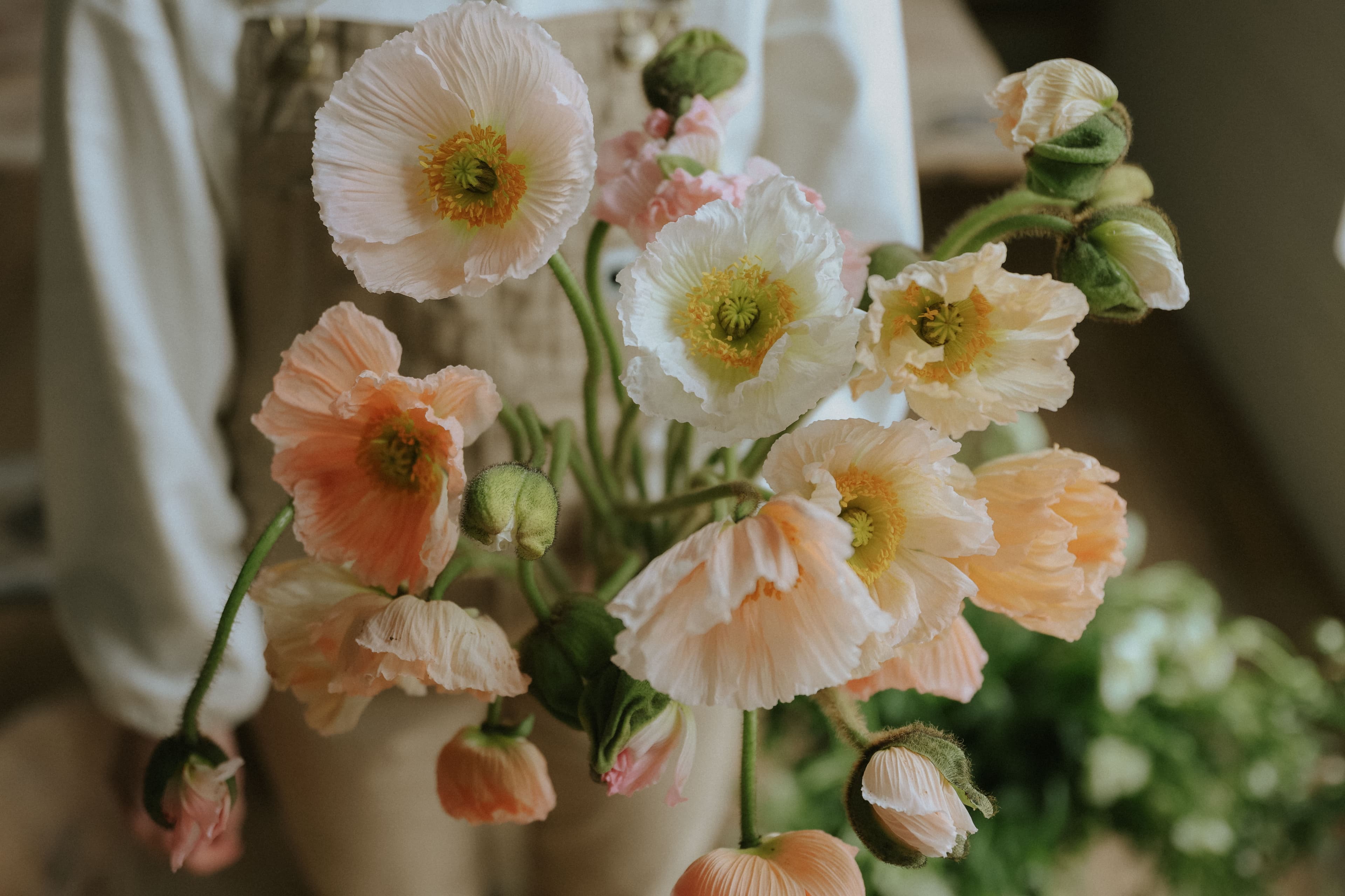 Artic Poppy