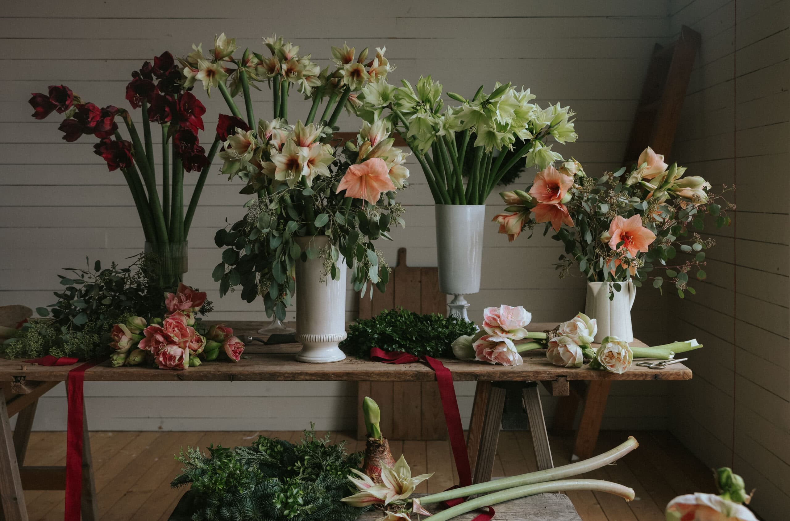 Amaryllis